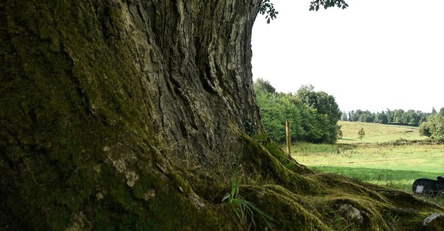 Call of the Forest: The Forgotten Wisdom of Trees