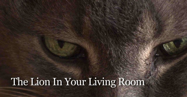 The Lion in Your Living Room