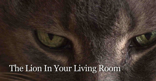 The Lion In Your Living Room Stream