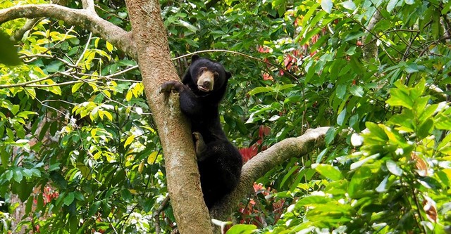 Borneo - Faszination Asien