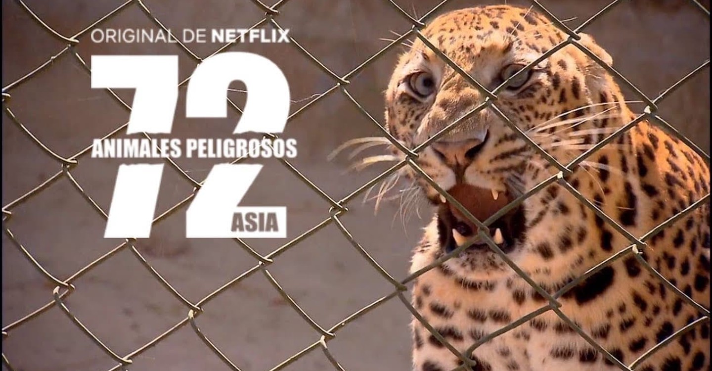 Regarder 72 Animaux Dangereux En Asie Streaming