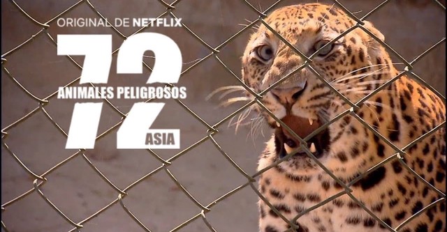 72 gefährliche Tiere: Asien