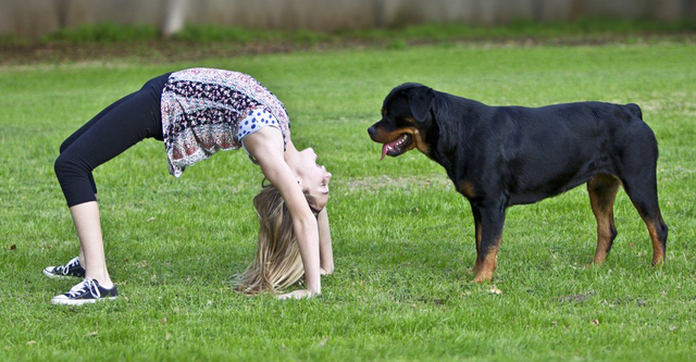 Black beauty breed netflix sale