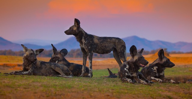 Wilde Dynastien: Die Clans der Tiere