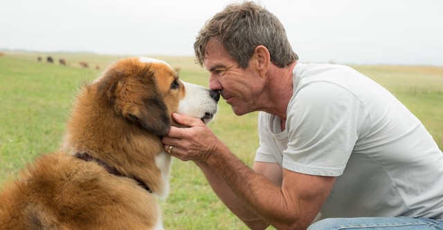 A Dog's Purpose