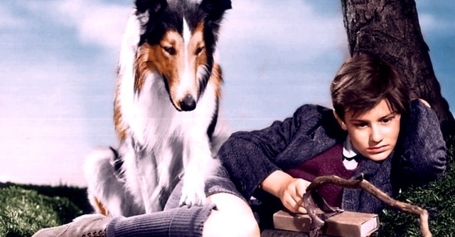 Lassie, la cadena invisible