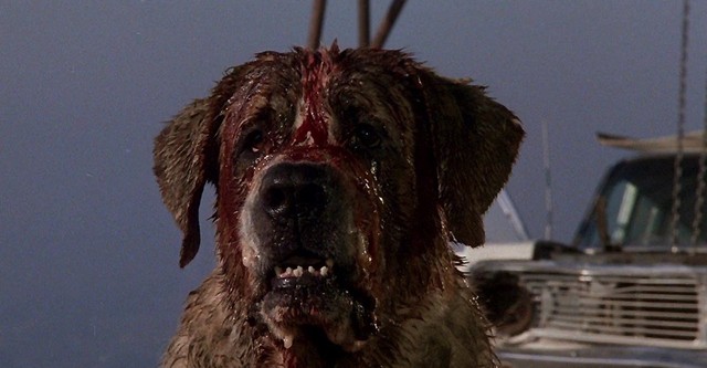 Cujo