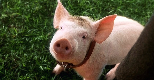 Babe - Cel mai curajos porc din lume