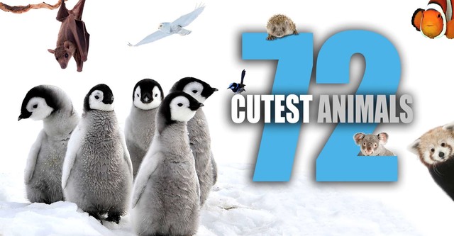 72 Cutest Animals - streaming tv series online
