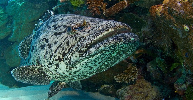 Das Great Barrier Reef