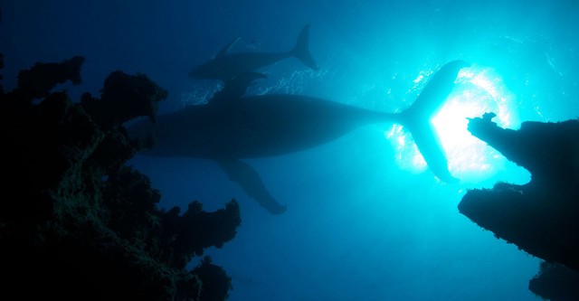 Atlantic: The Wildest Ocean on Earth