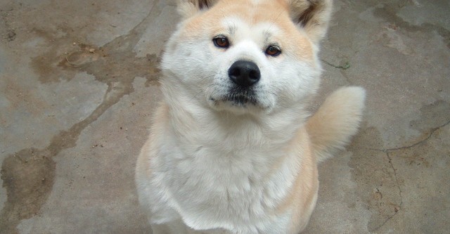 Hachiko