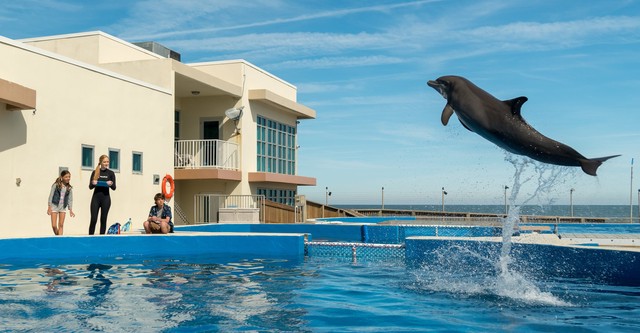 Bernie the Dolphin