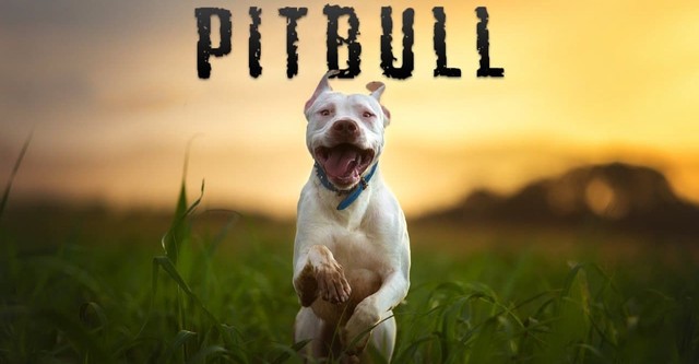 Câini feroci (Pitbull)