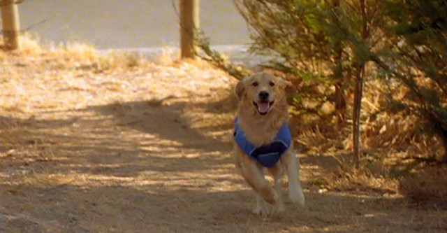 Air Bud: Spikes Back