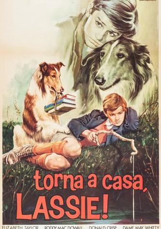 Torna a casa Lassie!