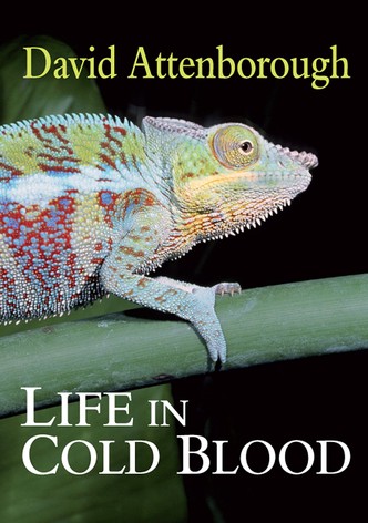 Les animaux à sang froid