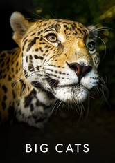 Big Cats