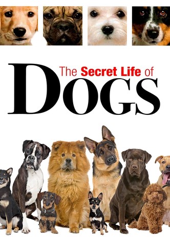 Secret Life of Dogs