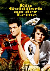 Ein Goldfisch an der Leine