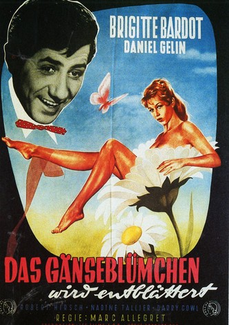 Das Gänseblümchen wird entblättert