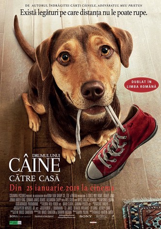 Drumul unui câine către casă