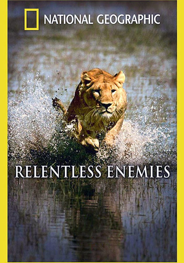 Relentless Enemies: Lions and Buffalo