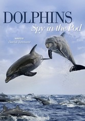 Dolphins: Spy in the Pod