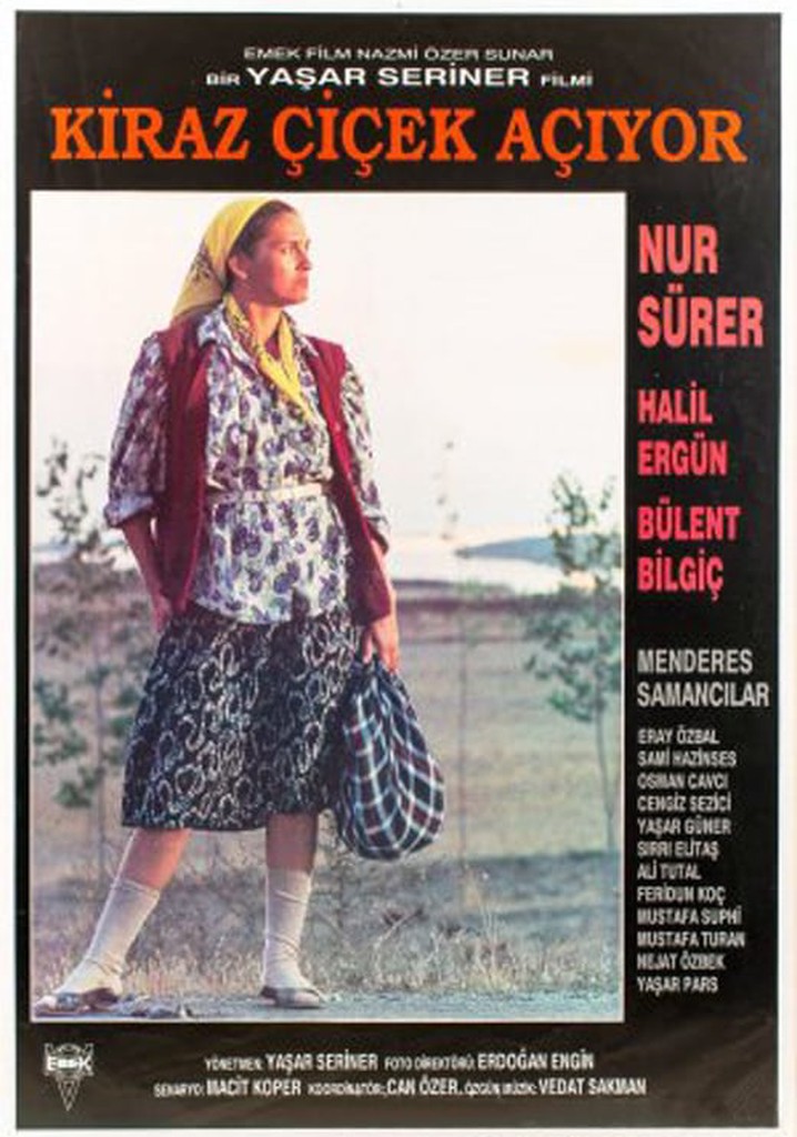 Kiraz Çiçek Açıyor