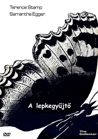 A lepkegyűjtő