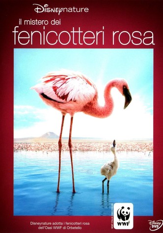Il mistero dei fenicotteri rosa