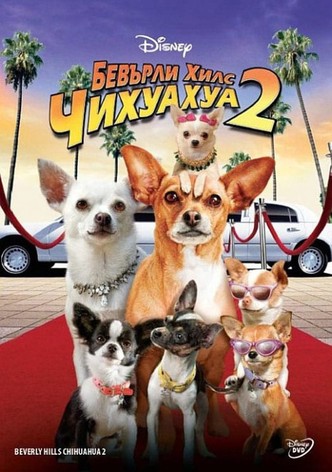 Бевърли Хилс Чихуахуа 2