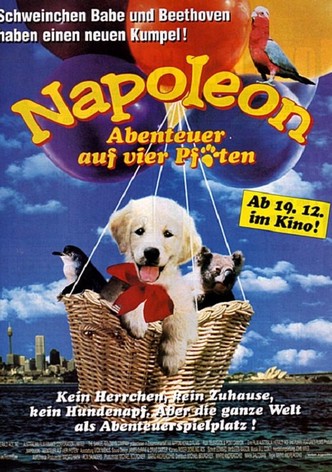 Napoleon - Abenteuer auf vier Pfoten