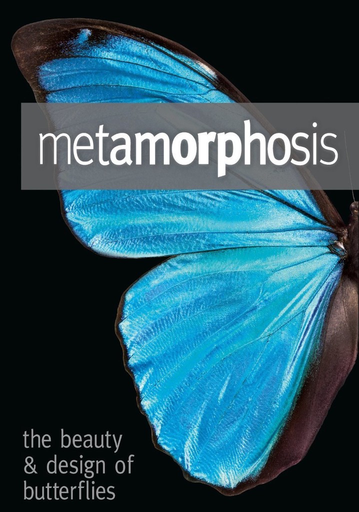 Metamorphosis: The Design and Beauty of Butterflies
