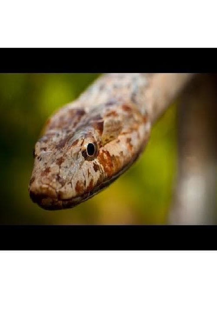 Rarity to Recovery: The Story of the Antiguan Racer Snake