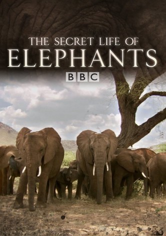 The Secret Life of Elephants