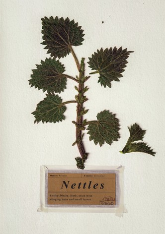 Nettles