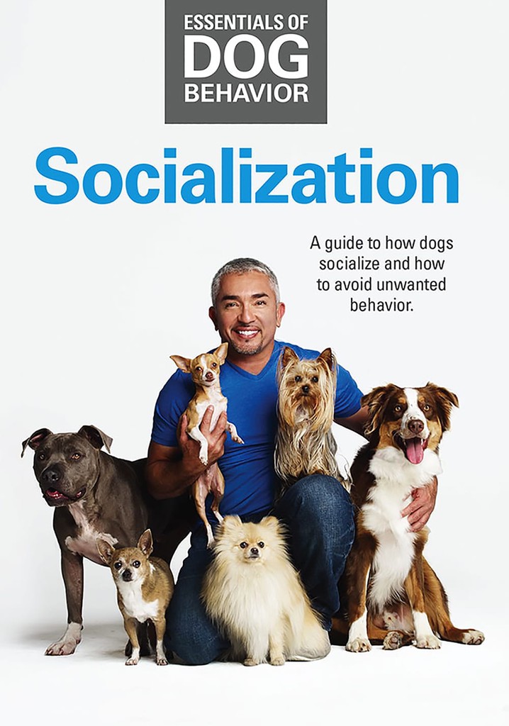 Essentials of Dog Behavior: Socialization