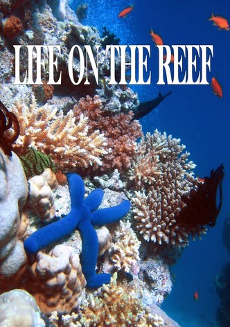 Life on the Reef