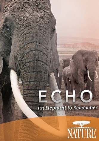 Echo: An Elephant to Remember