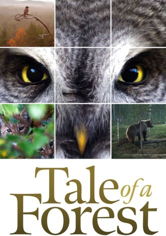 Tale of a Forest