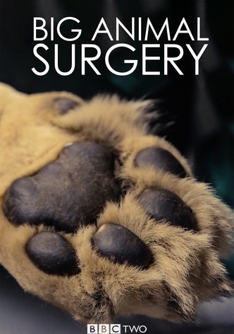 Big Animal Surgery