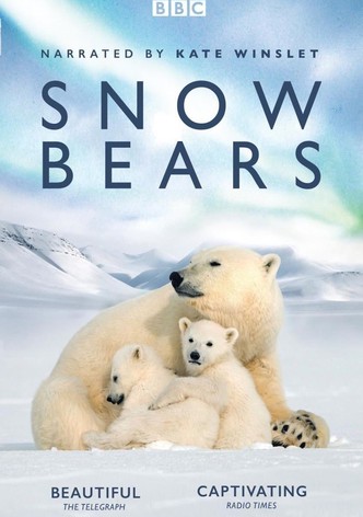 Snow Bears