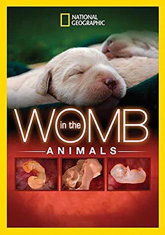 In The Womb: Animals