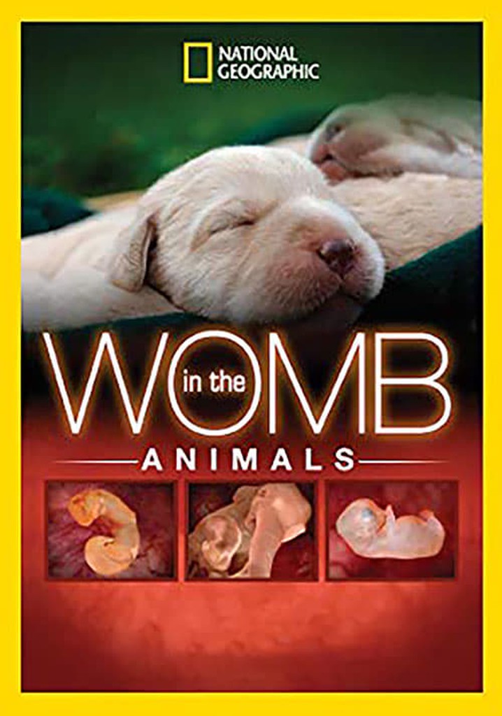 In The Womb: Animals