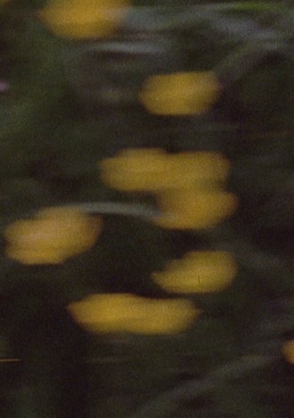 Straits of Magellan: Pan 698