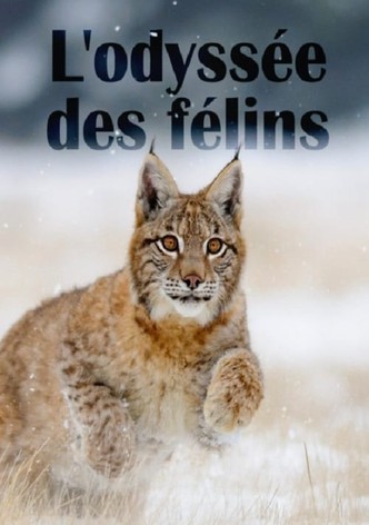 The Odyssey Of Felines