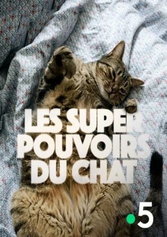 Les super-pouvoirs du chat