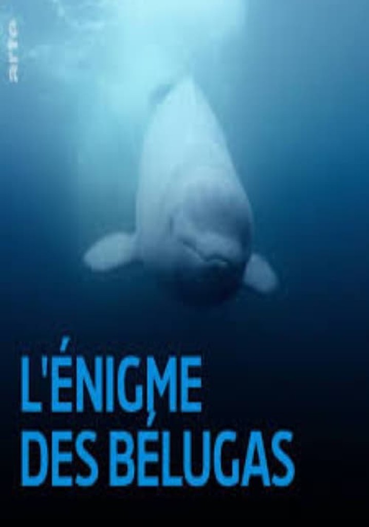 The Mystery of the Belugas