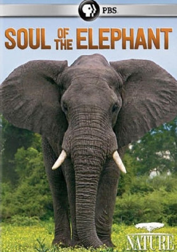 Soul of the Elephant